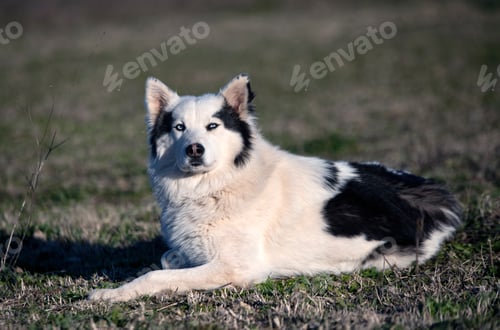 Preview: Yakutian Laika in nature