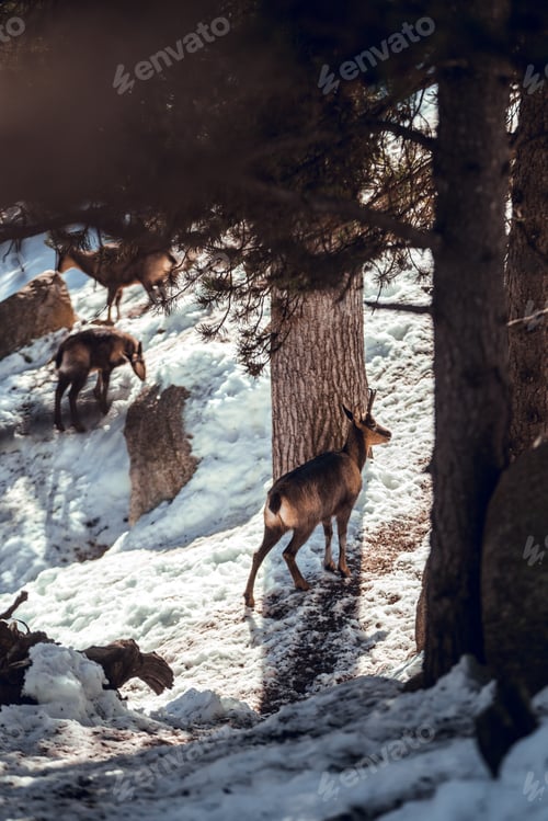 Preview: Goats pasturing on hill between snow