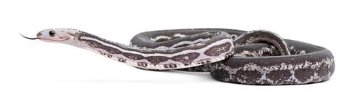 Preview: Scaleless Corn Snake, Pantherophis Guttatus, in front of white background