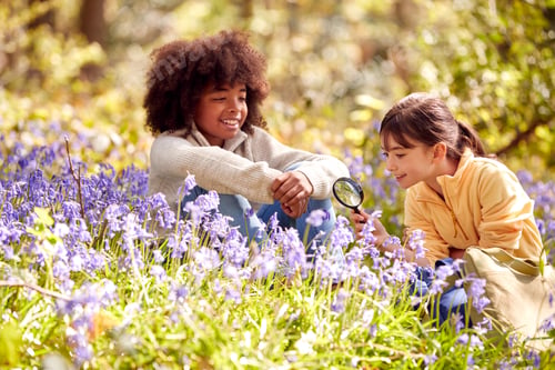 Preview: Two Children In Spring Woodlands Examining Bluebells With Magnifying Glass