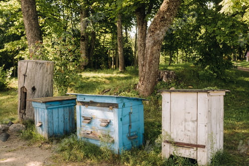 Preview: An old wooden alley stands in the forest. Bee houses are located on the green grass