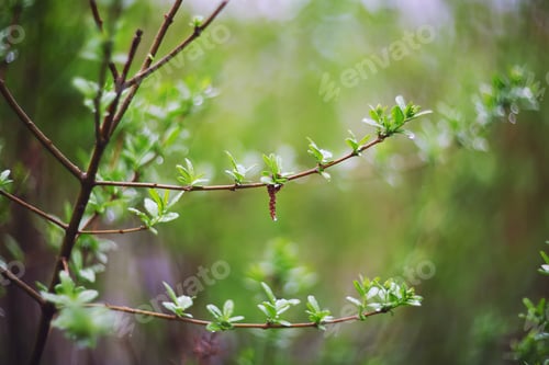 Preview: twinkling lights vivid color blurred bokeh spring from leaf back