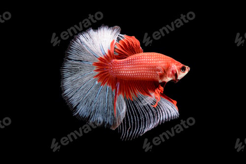 Preview: Siamese fighting fish Betta splendens on black background