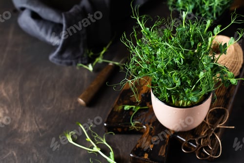 Preview: Microgreen pea sprouts on old wooden table. Vintage style. Vegan and healthy eating concept. Growing