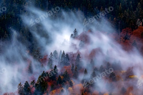 Preview: Silhouette of forest with dense fog at dusk. Image taken with long exposure technic.