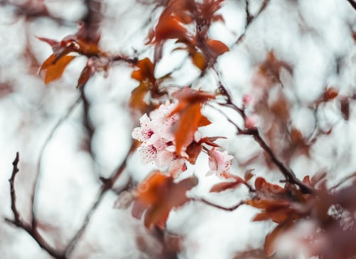 Preview: flowering tree with pink flowers