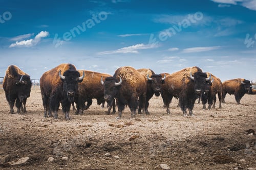 Preview: Large dry landscape with bison during daylight