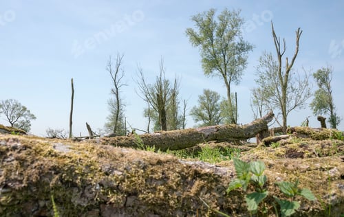Preview: forest with dead and fallen trees