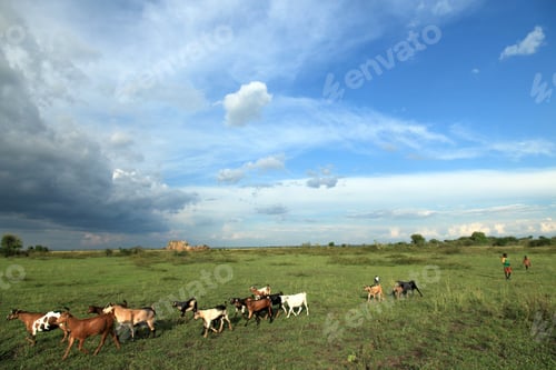 Preview: Meadow at Lake Anapa - Uganda, Africa