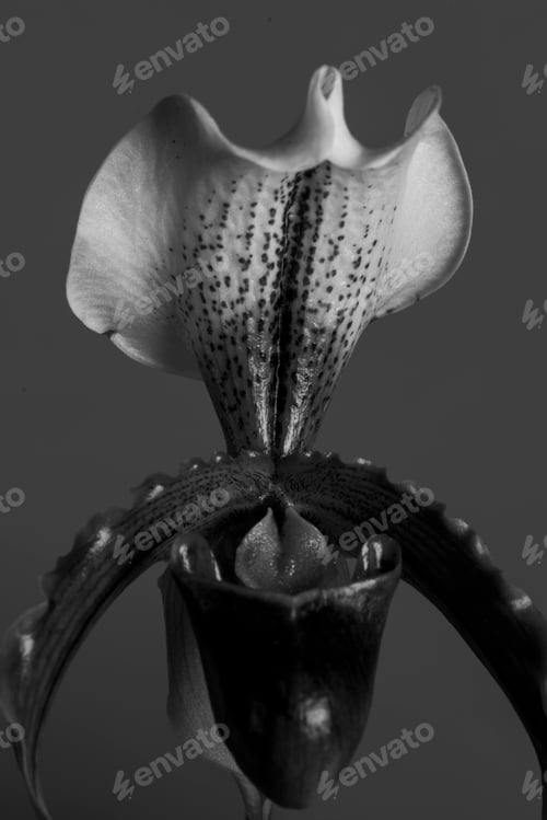 Preview: Close up of white Cymbidium Orchid