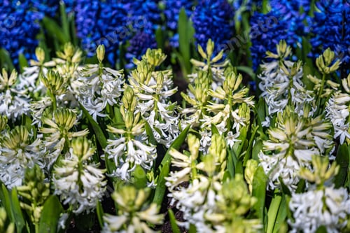 Preview: a field full of flowers and some blue and white plants