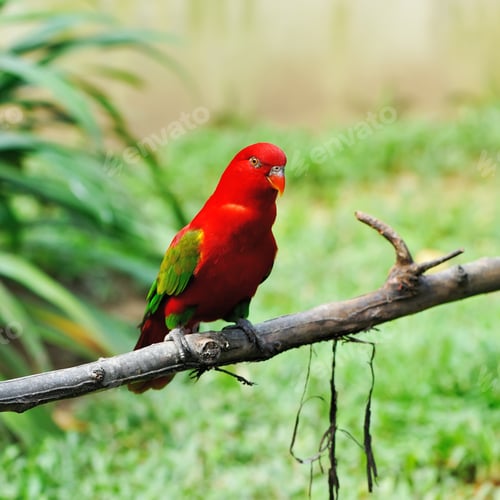 Preview: Parrot bird