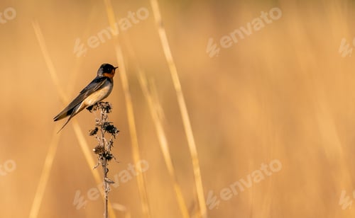 Preview: Closeup of a swallow bird perching on dry wild plants in the meadow