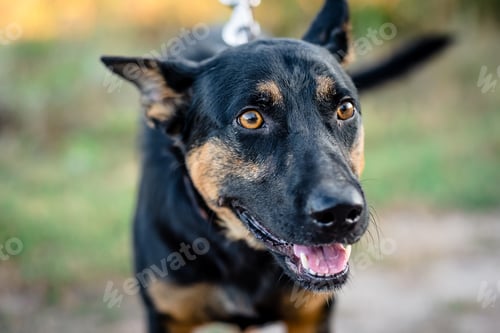 Preview: Black adult dog