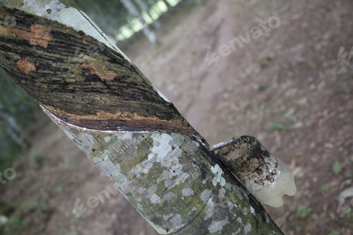 Preview: Removing resin from a winged tree of Luang Prabang. Laos