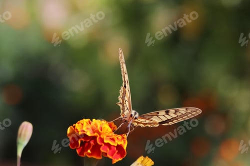 Preview: Butterfly papilio machaon on marigold flower.