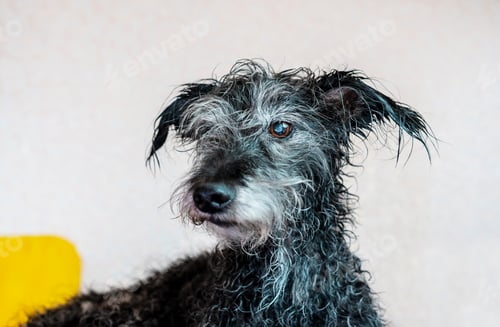 Preview: Portrait of mixed breed senior dog bedlington terrier after bathing with wet fur pet care washing