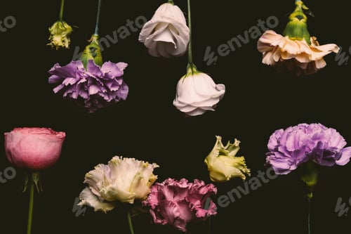 Preview: close-up view of beautiful fresh blooming flowers isolated on black