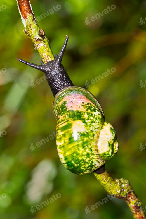 Preview: Giant Tree Snail, Sinharaja National Park Rain Forest, Sri Lanka