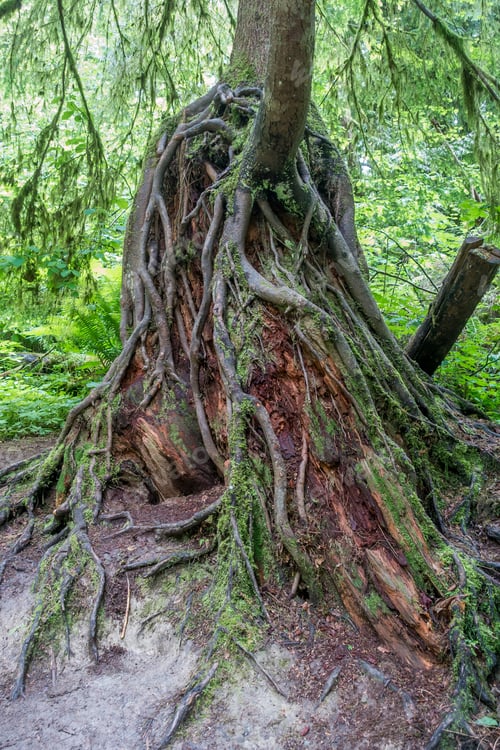 Preview: Root Are Uncovered In A Tree Is The Pacific Northwest.