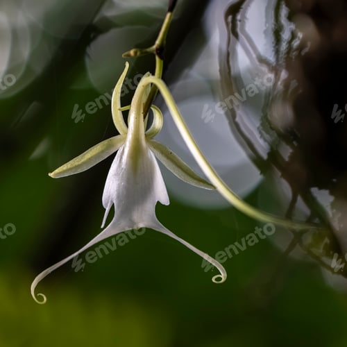 Preview: Close-up of a ghost orchid in a forest setting.