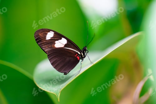 Preview: A Beautiful Black Butterfly with White Spots Resting on a Bright Green Leaf in Natures Splendor