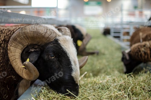 Preview: Portrait of a goat at livestock fair in Zaragoza