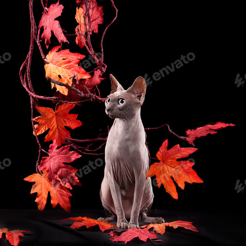 Preview: Sitting elegant sphynx cat