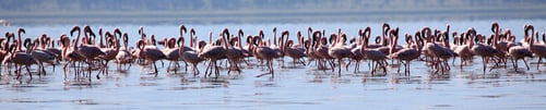 Preview: Pink Flamingoes - Lake Nukuru Nature Reserve - Kenya