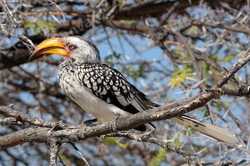 Preview: Southern Yellow-billed Hornbill, Tockus leucomelas