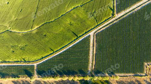 Preview: Aerial view of green rice field. Drone shot frome above
