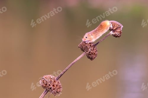 Preview: Tiny mouse on dried plant stem with blurred background.