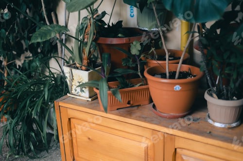 Preview: Shelf displaying various small potted plants in planters