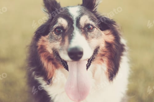 Preview: Funny portrait of beautiful border collie dog looking at the camera and smile with tongue outside
