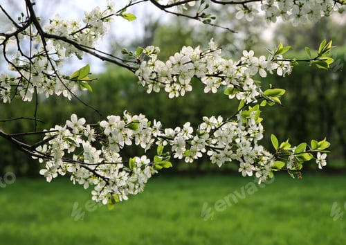 Preview: branch of a blossoming tree