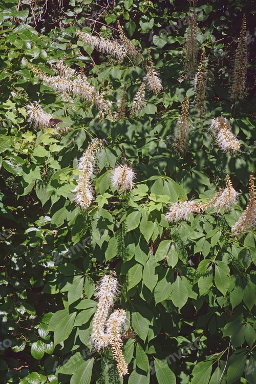 Preview: Rogers Bottlebrush Buckeye (Aesculus Parviflora Var. Serotina Rogers)