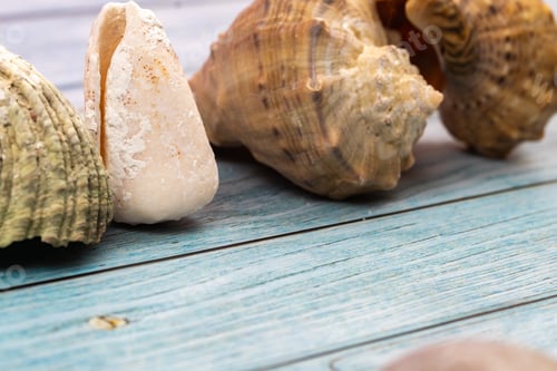 Preview: seashells on a blue wooden background.Marine theme