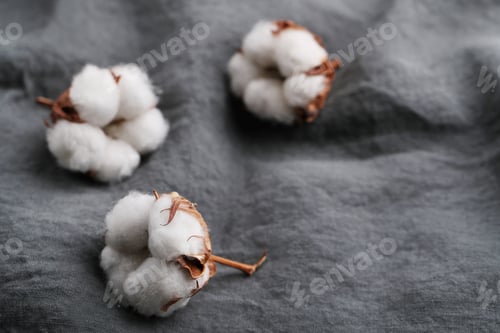 Preview: Cotton flower