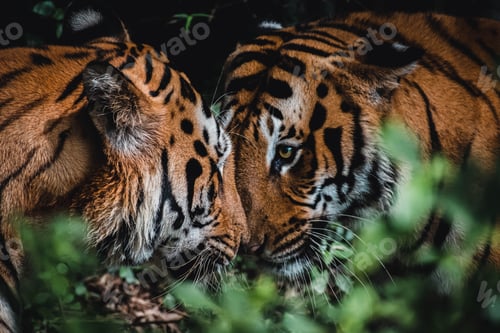 Preview: Closeup of tigers in the jungle