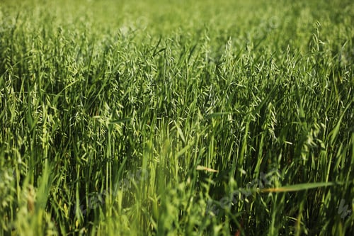 Preview: Shot of a green wheat field in summer. Wheat is a grass cultivated for its seed. grain is a small,