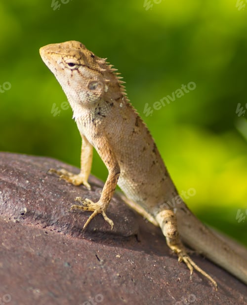 Preview: lizard on the rust metal surface