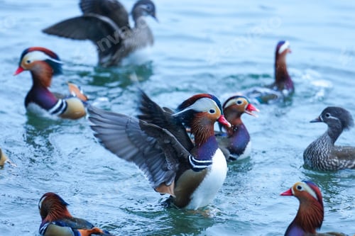 Preview: Pair of Mandarin ducks swimming peacefully in a tranquil lake