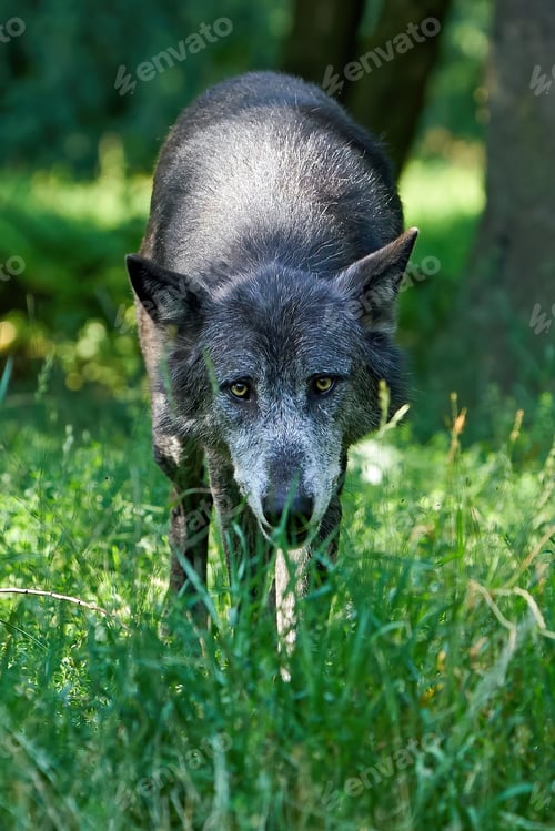 Preview: Wolf (Canis lupus)