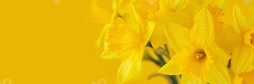 Preview: Beautiful Panoramic Spring Nature background with Daffodil Flowers