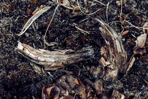 Preview: Closeup shot of ground of the forest with dry branches and leaves, a beautiful fall background