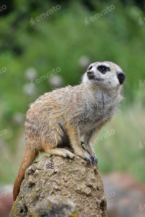 Preview: Close up portrait of meerkat looking away