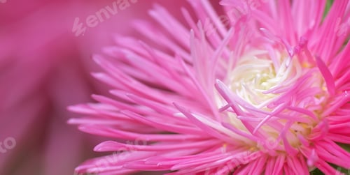 Preview: Macro of flower.