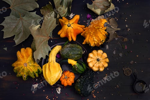 Preview: Ornamental pumpkins