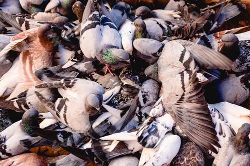 Preview: Group of pigeons pecking the ground unruly.