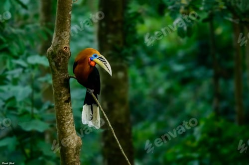 Preview: Closeup of a rufous-necked hornbill perched on a tree branch